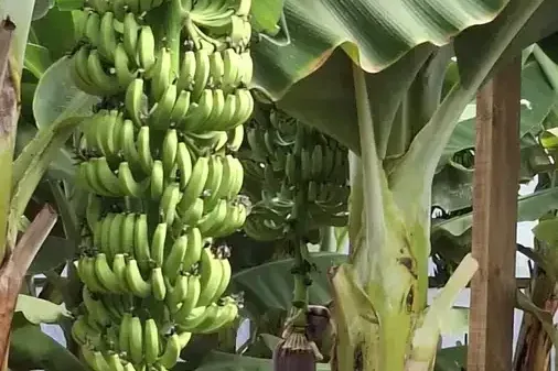 Tuk Tuk Kreta Malia 11