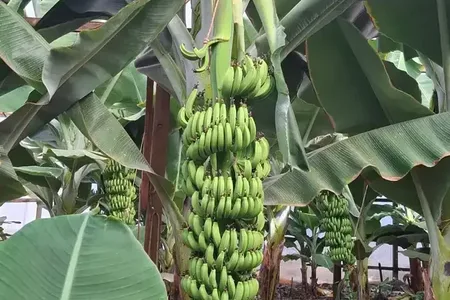 Tuk Tuk Kreta Malia 2