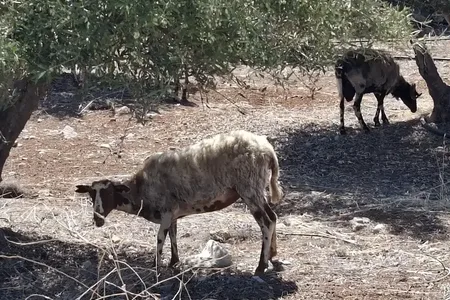 Tuk Tuk Kreta Malia 4